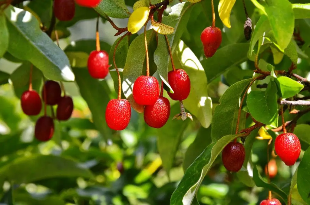 33 frutas que comienzan con G (¡las números 17 y 28 dan mucho miedo!)