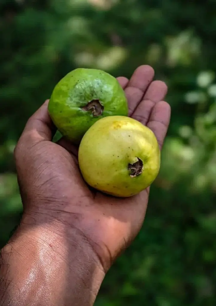 33 frutas que comienzan con G (¡las números 17 y 28 dan mucho miedo!)