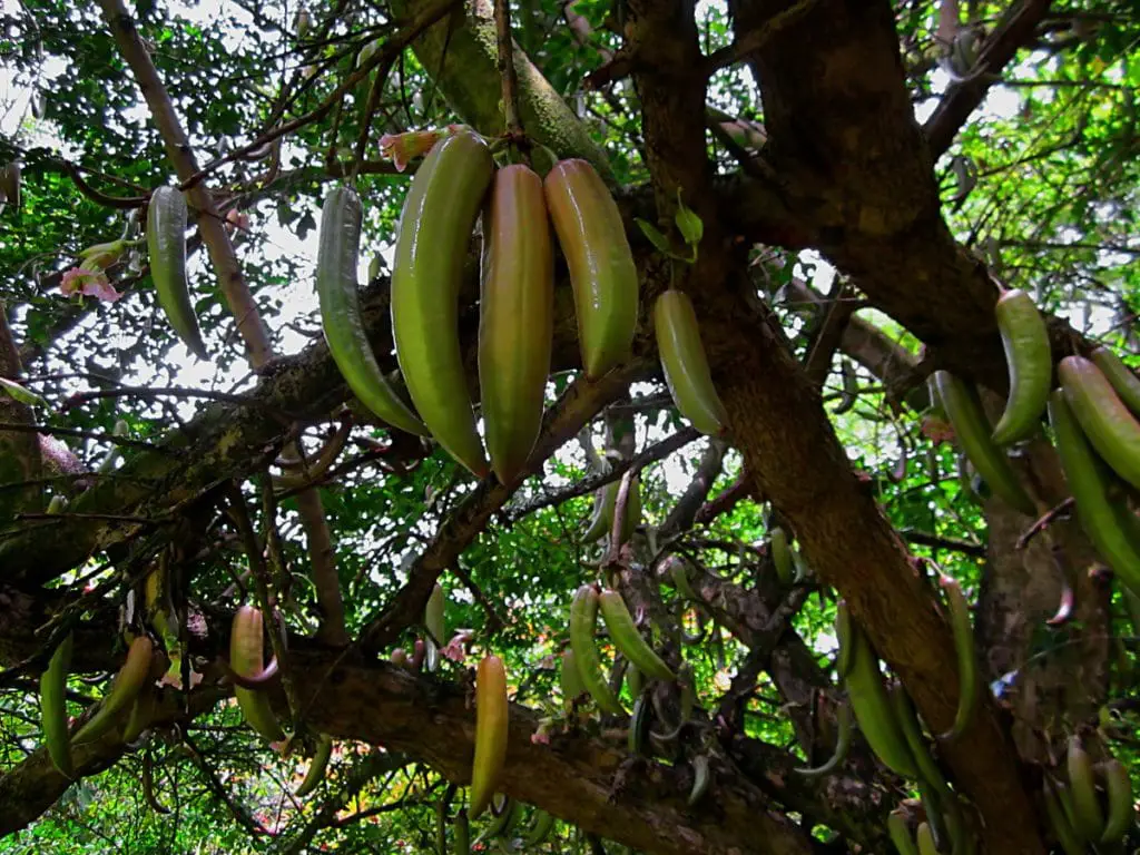 33 frutas que comienzan con G (¡las números 17 y 28 dan mucho miedo!)