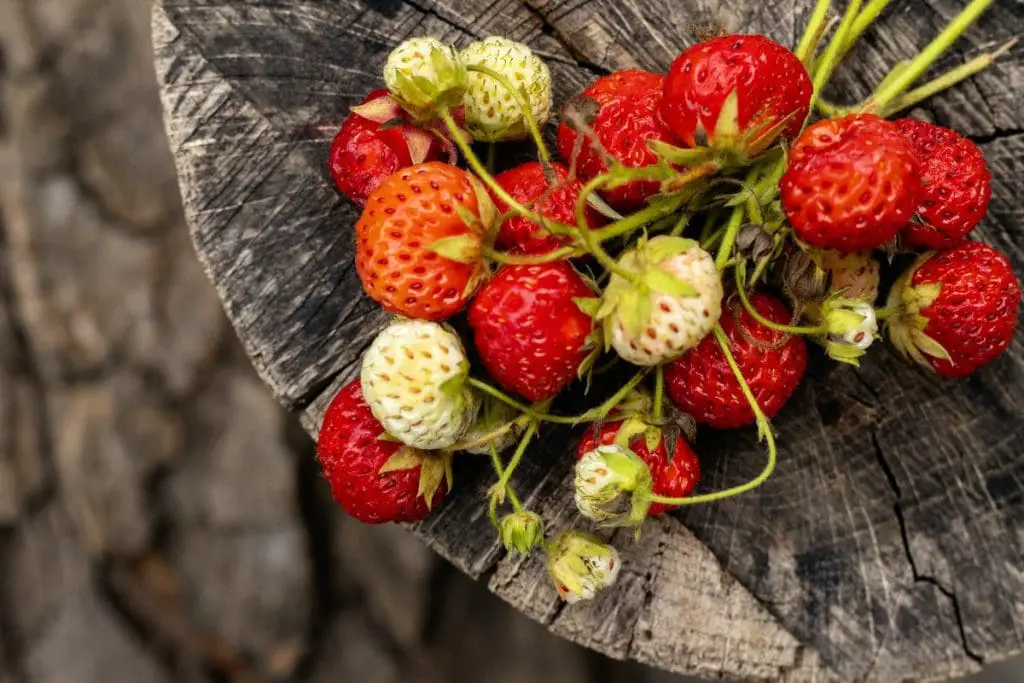 26 increíbles frutas comenzando con F que te sorprenderán