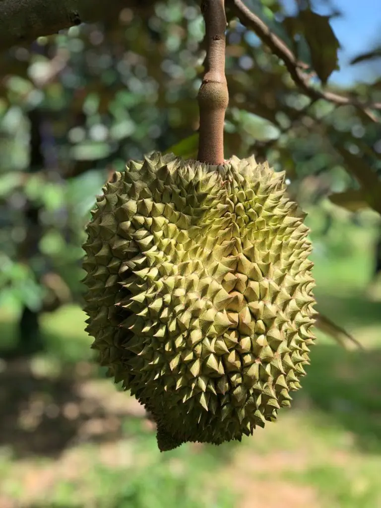 ¡No creerás que estas 28 frutas que comienzan con D existen!