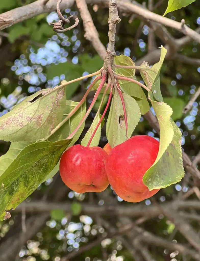 35 frutas que empiezan con C que te sorprenderán