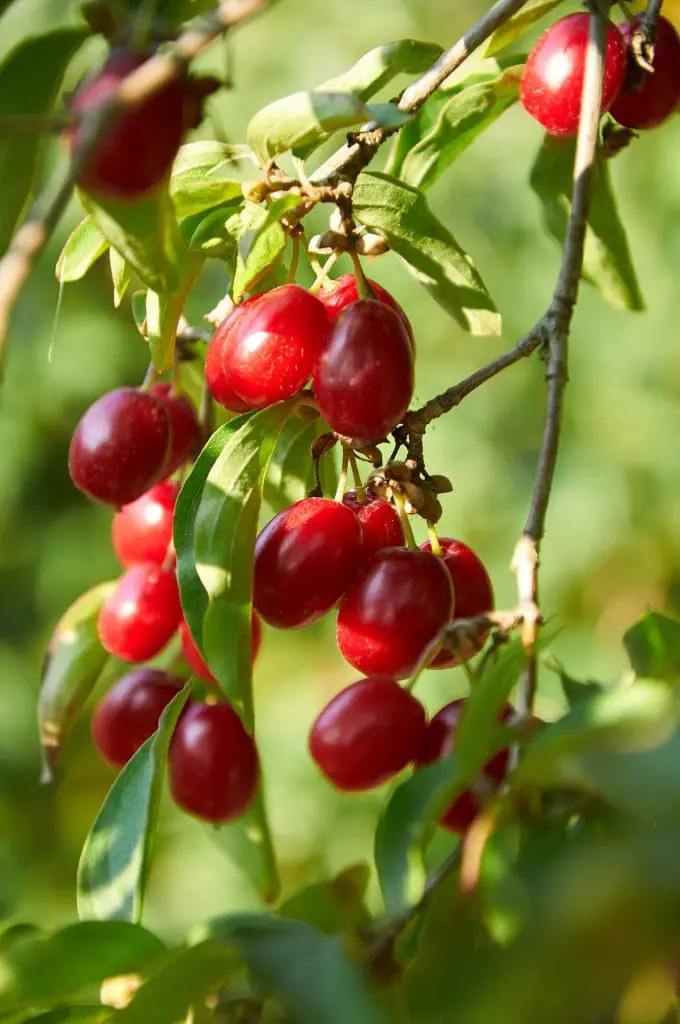 35 frutas que empiezan con C que te sorprenderán