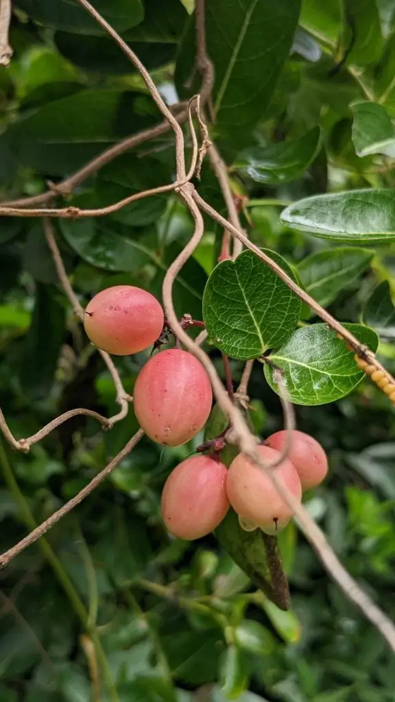 35 frutas que empiezan con C que te sorprenderán