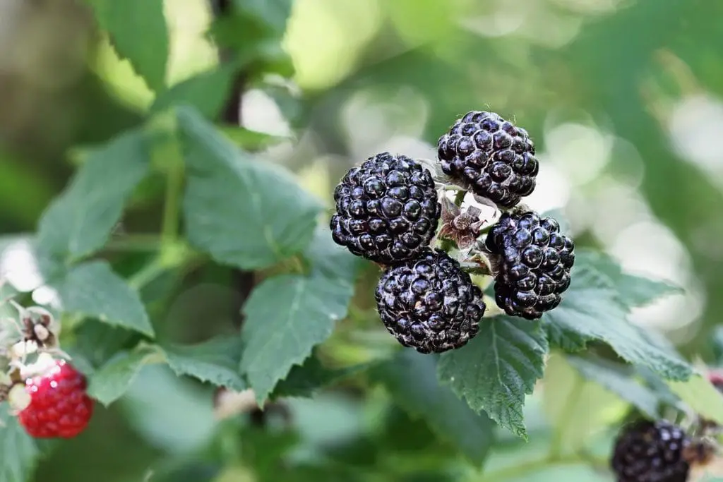 20 Deliciosas frutas que empiezan con B (cuidado con el número 12)