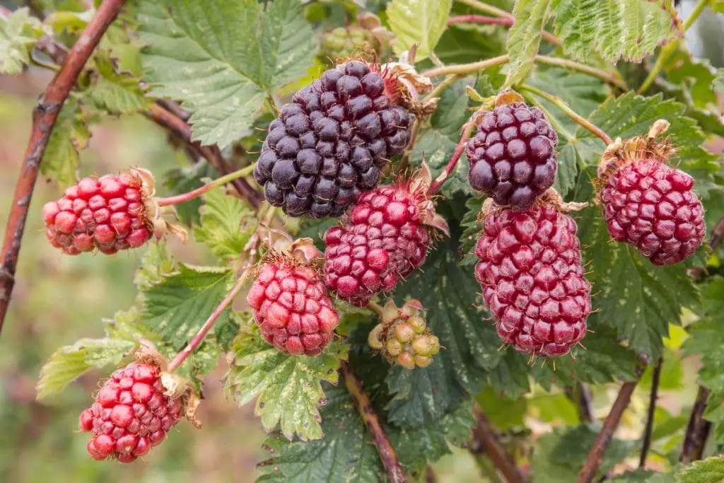 20 Deliciosas frutas que empiezan con B (cuidado con el número 12)