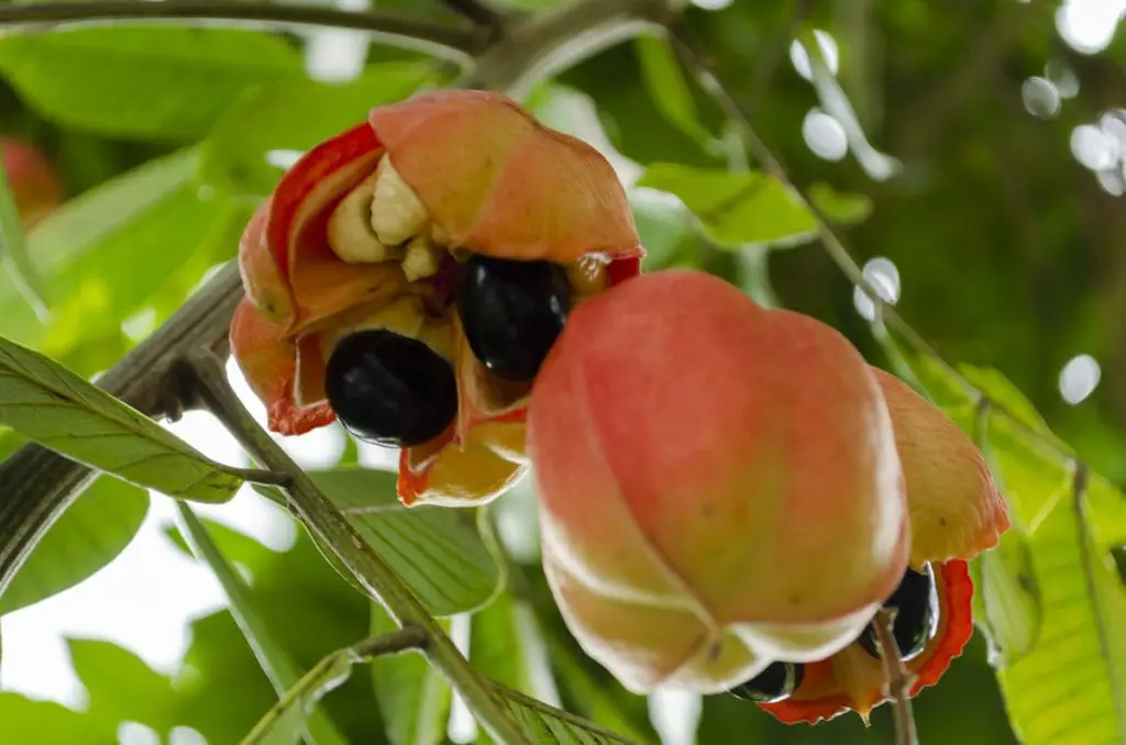 20 frutas que empiezan con A y que no sabías que existían