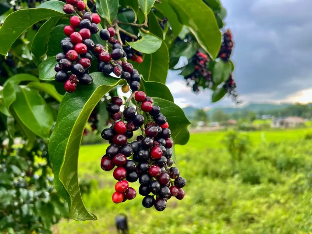 20 frutas que empiezan con A y que no sabías que existían