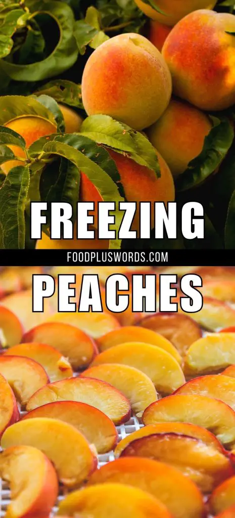 Cómo congelar melocotones secos en casa: 3 mejores formas Cómo congelar melocotones secos en casa: 3 mejores formas