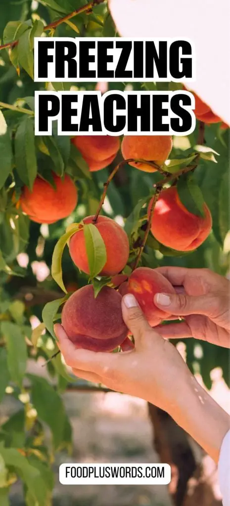 Cómo congelar melocotones secos en casa: 3 mejores formas Cómo congelar melocotones secos en casa: 3 mejores formas