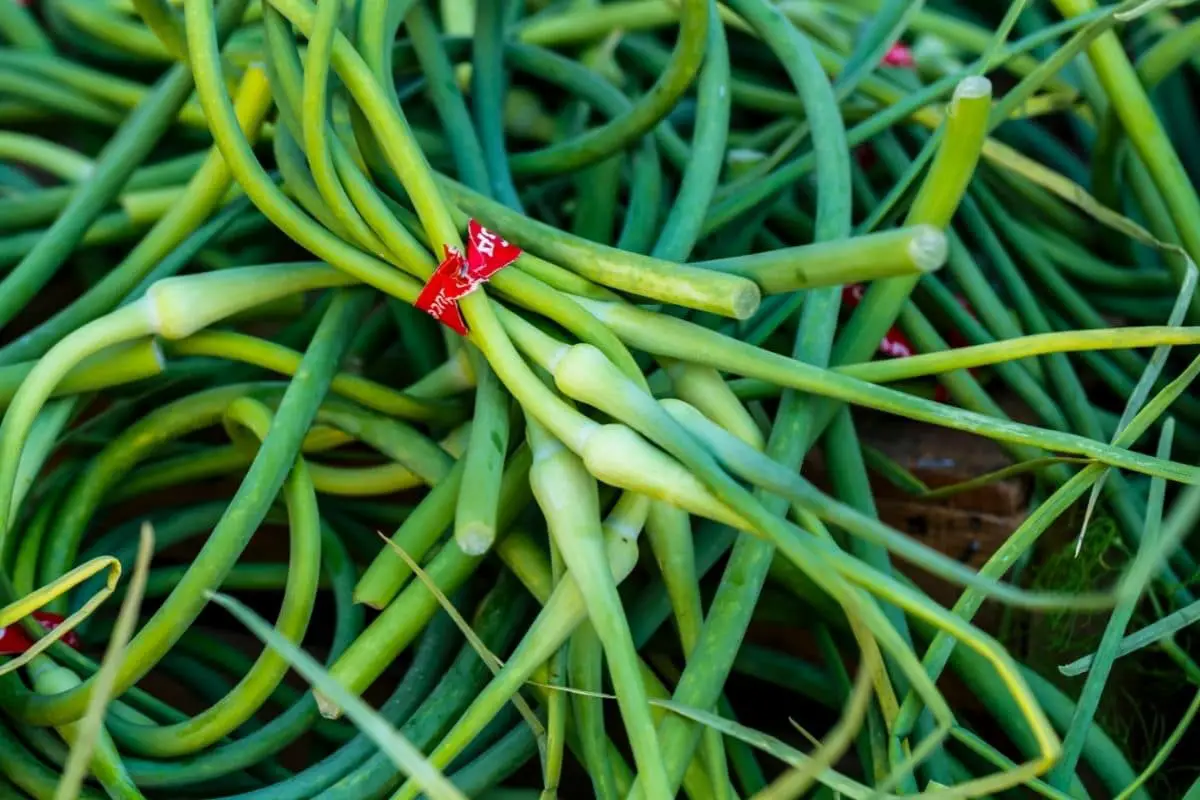 Sustituto de cebollas verdes (cebolletas)