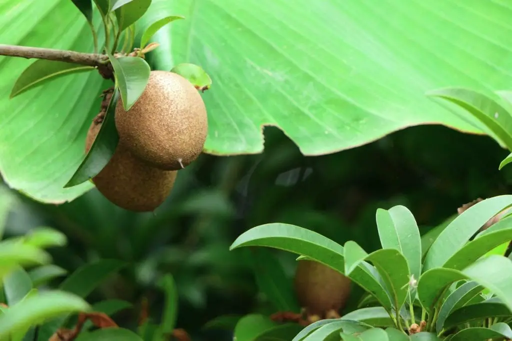 37 frutas que comienzan con S y provocan infinitas aventuras de refrigerios