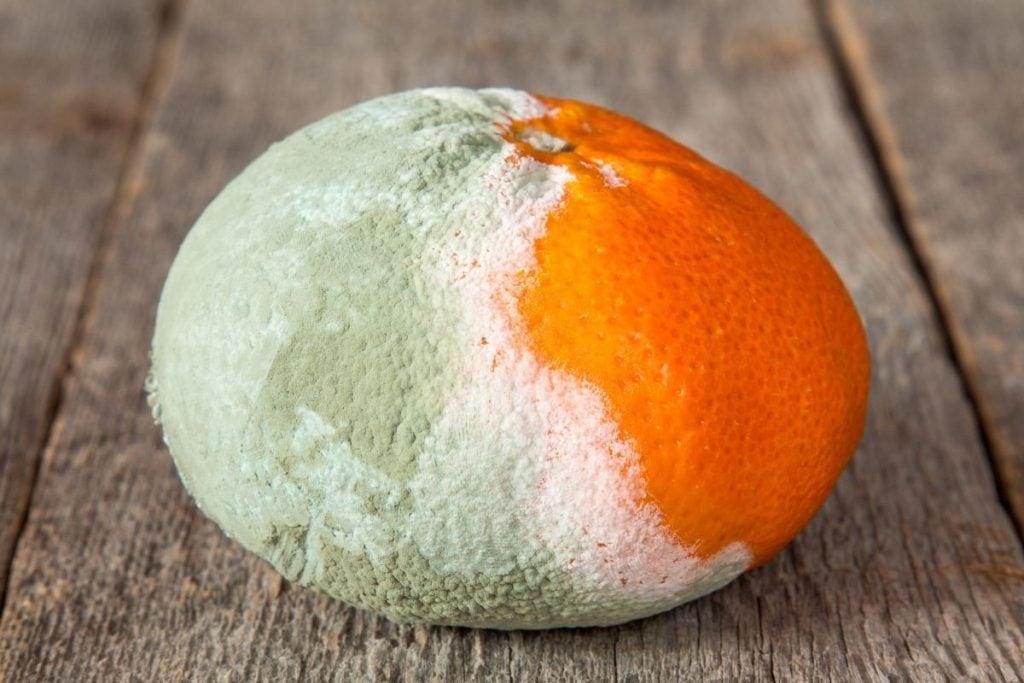 Cómo saber si una naranja está mala