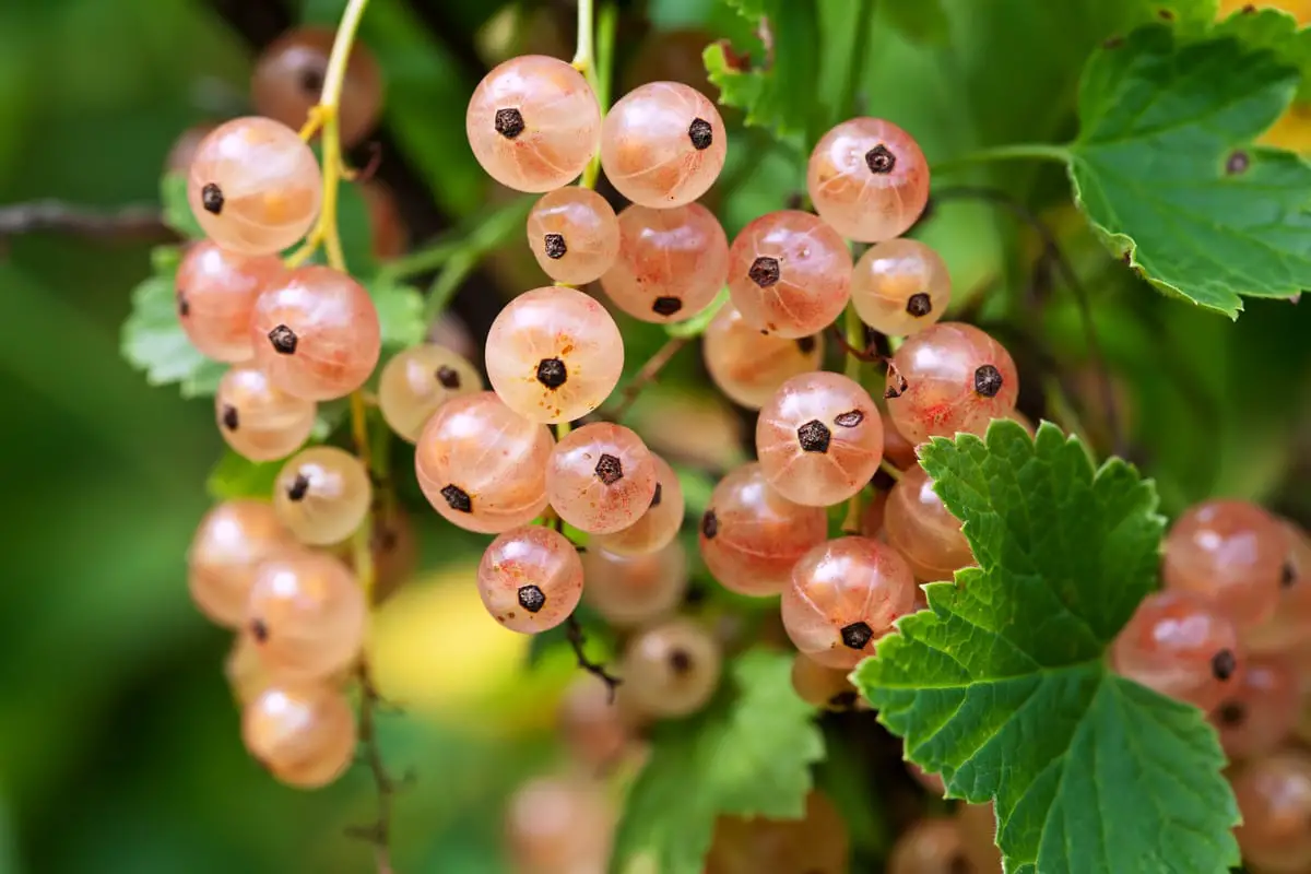 25 frutas que comienzan con W y te saludan desde el pasillo exótico